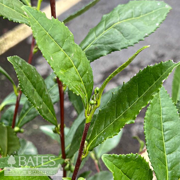 #3 Camellia sinensis/ White Large Leaf Tea - No Warranty