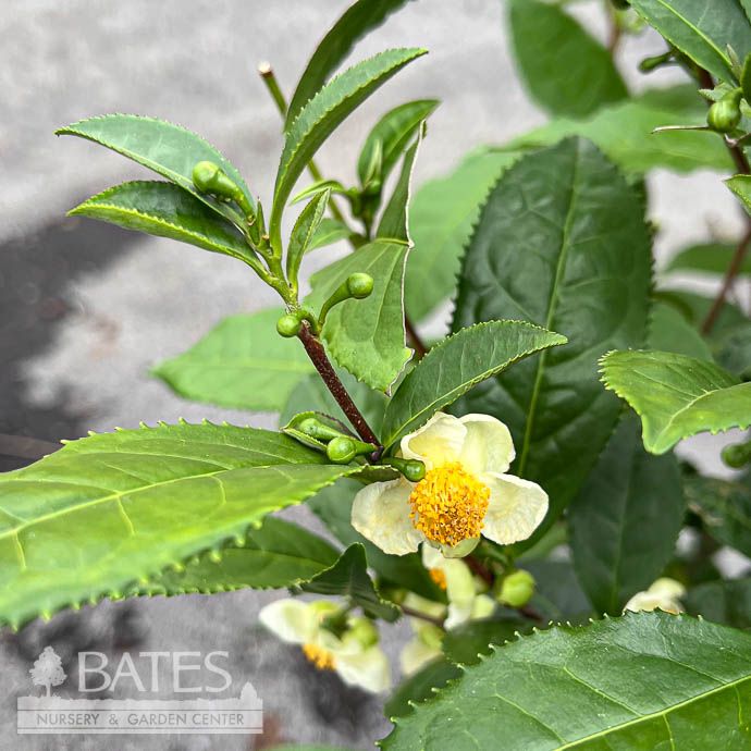 #3 Camellia sinensis Korean/ Tea - No Warranty