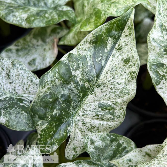 3p! Alocasia Macro Camouflage Variegated /Tropical