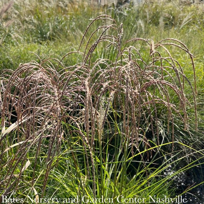 #3 Grass Miscanthus sine Red Cloud/ Maiden