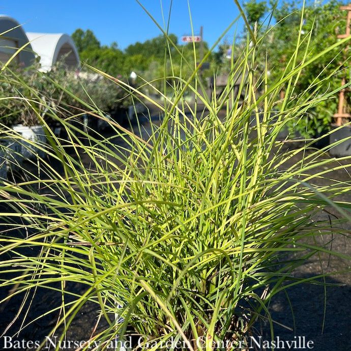 #3 Grass Miscanthus sine Red Cloud/ Maiden