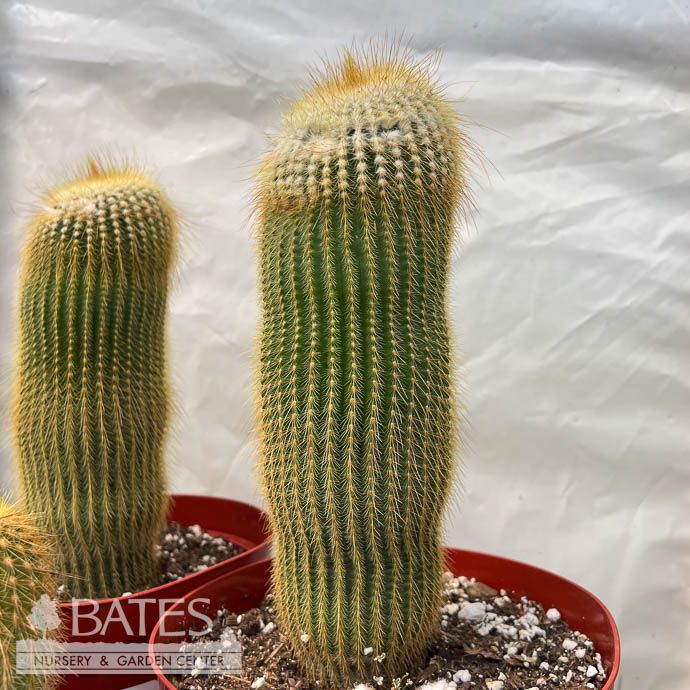 8p! Cactus Notocactus Leninghuasii  /Tropical