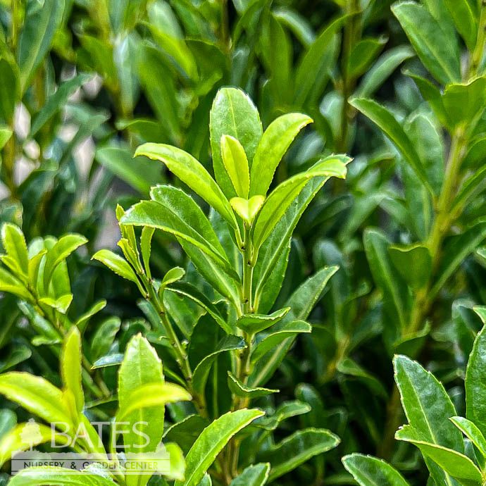 #2 Ilex cren Emerald Boxer/ Japanese Holly (male)