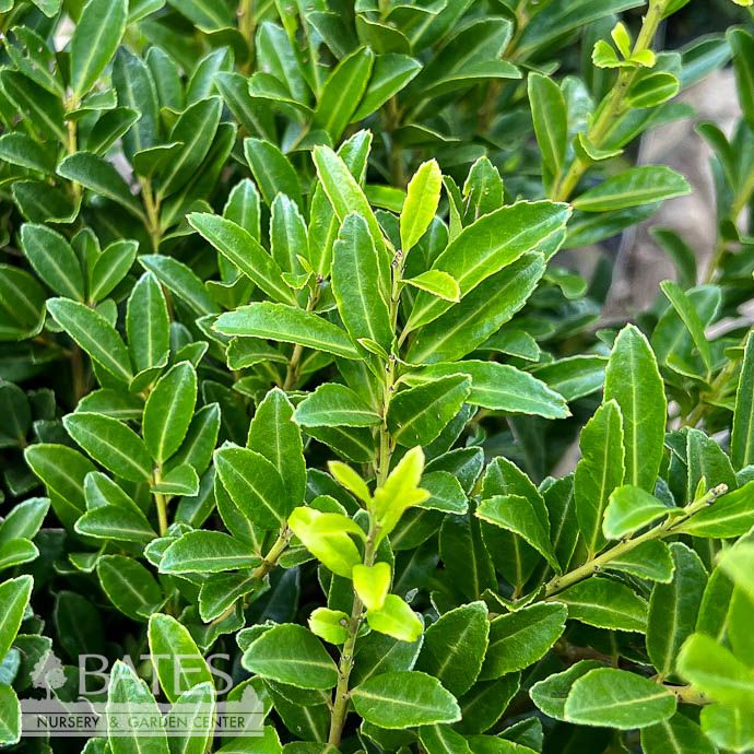 #2 Ilex cren Emerald Boxer/ Japanese Holly (male)
