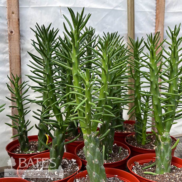 6p! Cactus Astroclylindropuntia Eve&#39;s Pin /Tropical