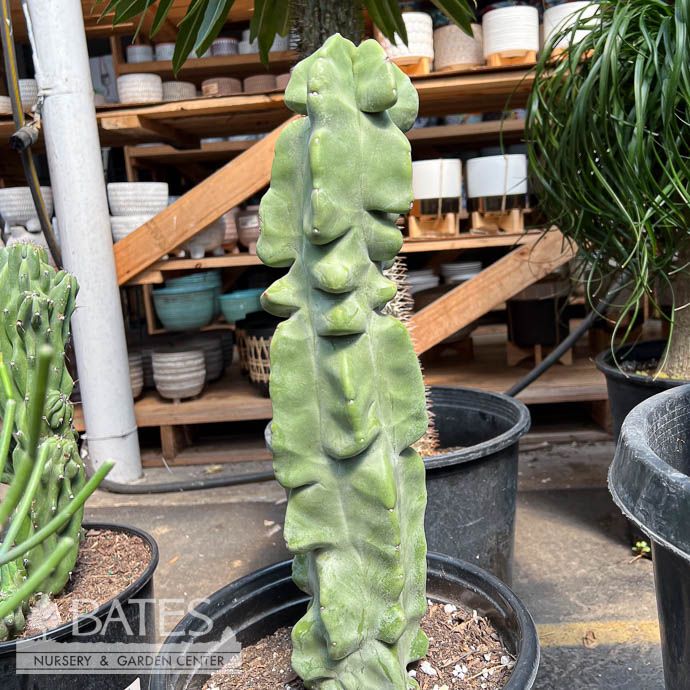 12p!/5G Cactus Totem Pole /Pachycereus schottii /Tropical