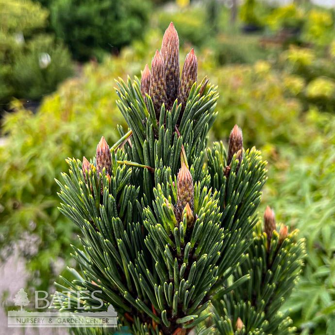#3 Pinus thunbergii Kotobuki/ Japanese Black Pine