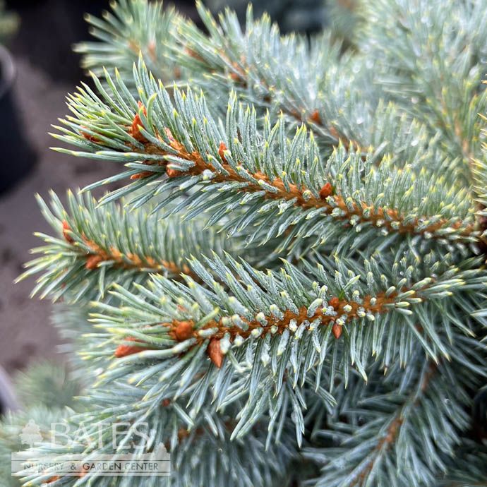 #10 Picea pun Zafiro/ Dwarf Blue Spruce