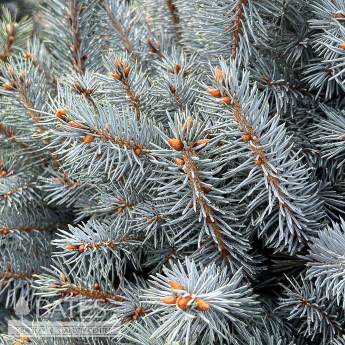 #6 Picea pun Monty/ Compact Blue Spruce