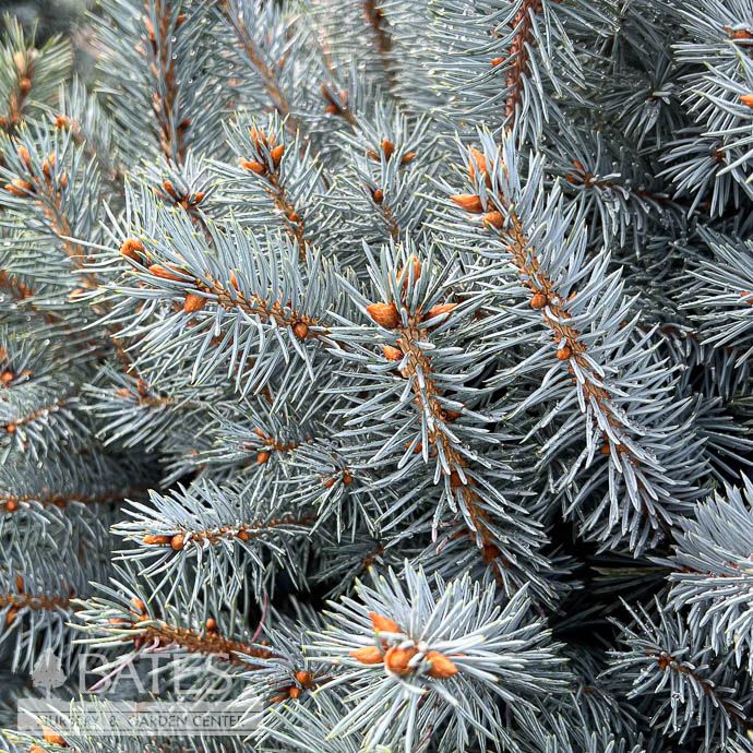 #10 Picea pun Monty/ Compact Blue Spruce