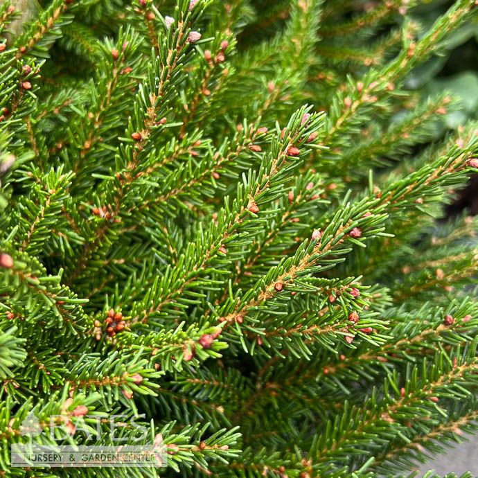 #3 Picea orient Tidy Timm/ Compact Globe Oriental Spruce