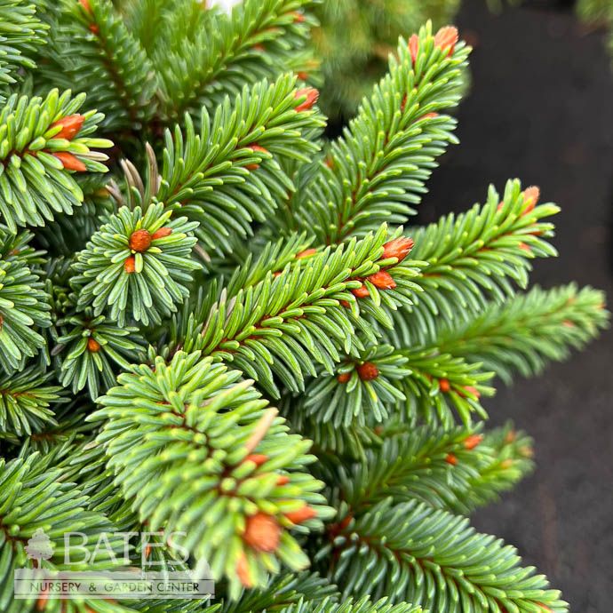 #6 Picea ab Motala/ Dwarf Norway Spruce