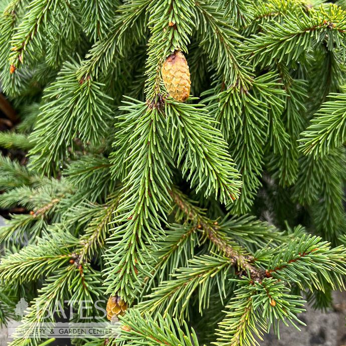 #6 Picea ab Acrocona/ Red Cone Norway Spruce