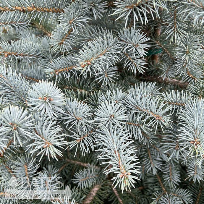 #6 Picea pun Avatar/ Colorado Blue Spruce