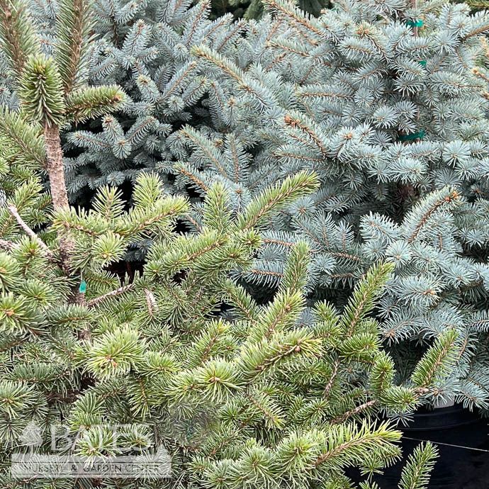 #20 Picea pun Avatar/ Colorado Blue Spruce