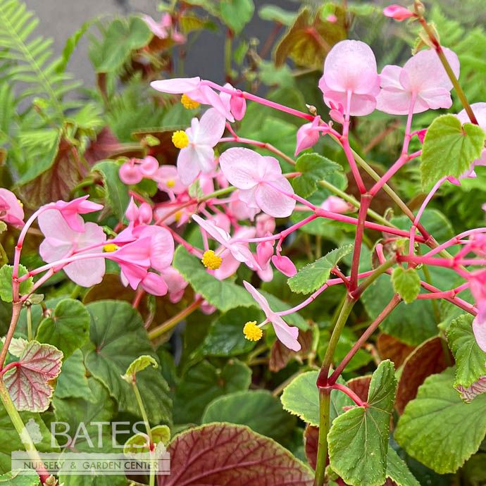 #1 Begonia grandis/ Hardy