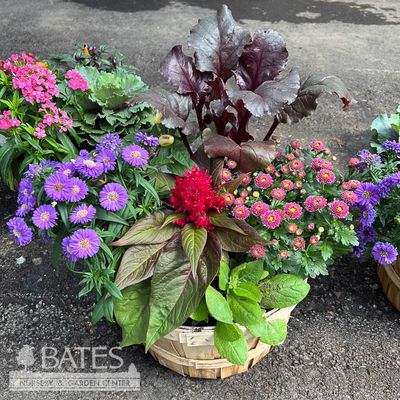 Annuals &amp; Vegetables