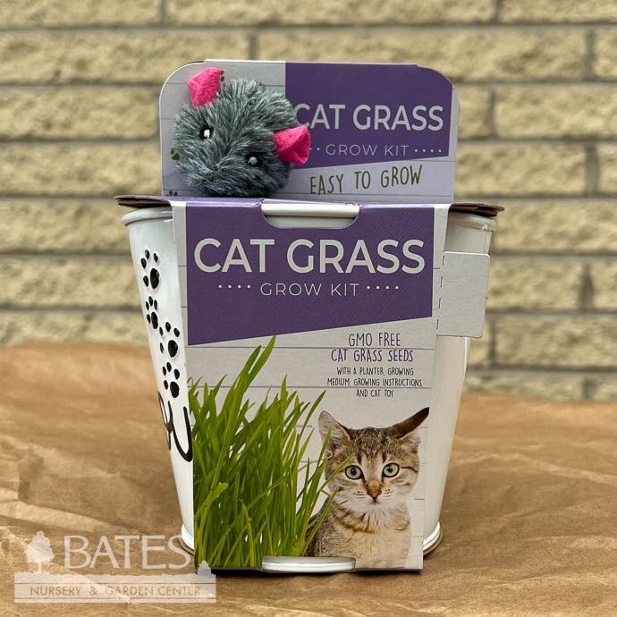 Cat Grass Grow Kits