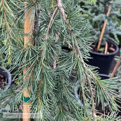 6 Cedrus libani Blue Angel/ Cedar of Lebanon