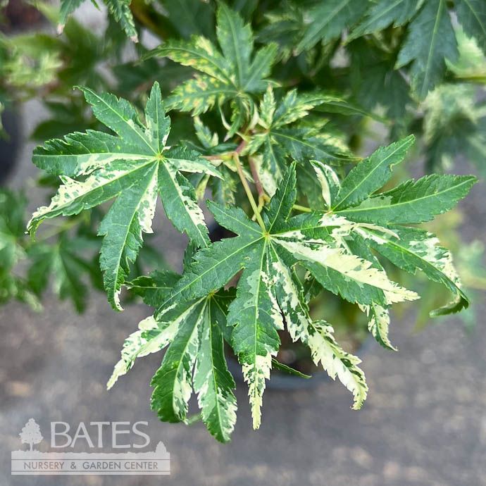 #3 Acer pal Uzen Nishiki/ Upright Pink Variegated Japanese Maple