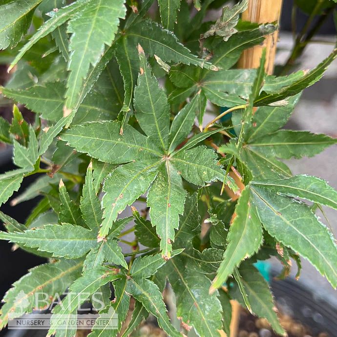 #3 Acer pal Taro Yama/ Dwarf Green Japanese Maple