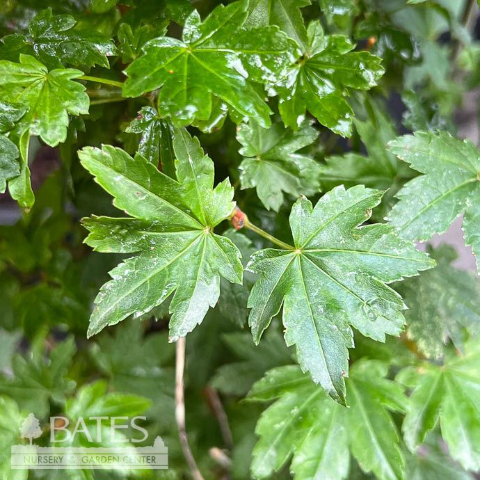 #3 Acer circ Baby Buttons/ Dwarf Vine Maple