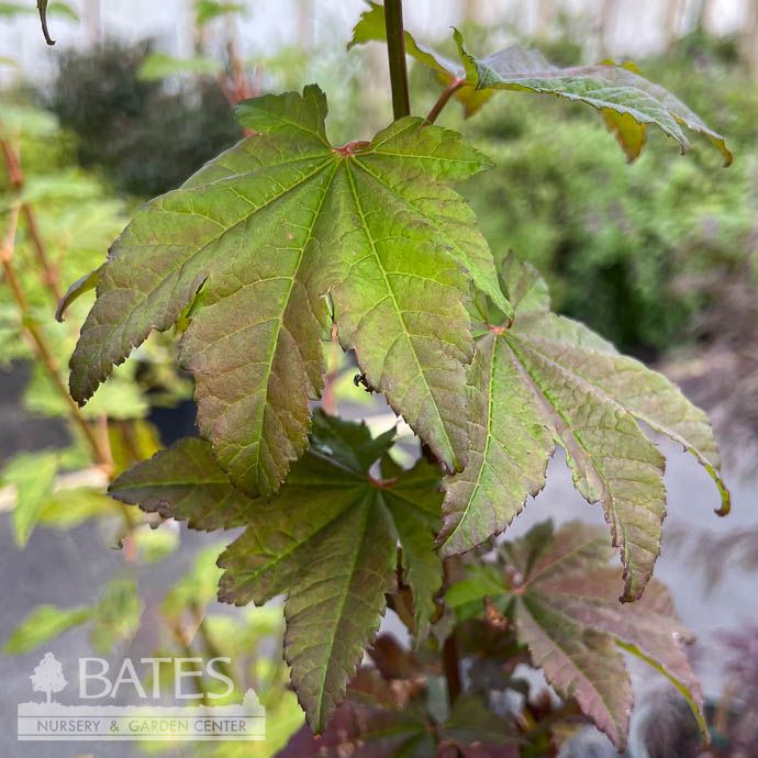 #3 Acer circ Burgundy Jewel/ Vine Maple
