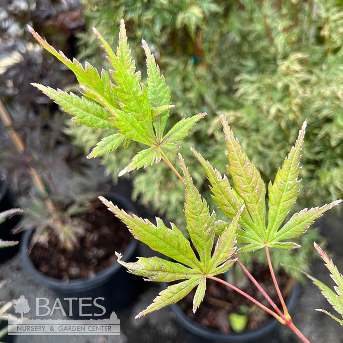 #3 Acer shir Bronze Age/ Fullmoon Japanese Maple