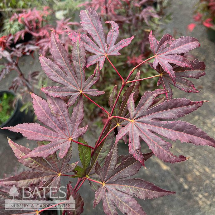 #3 Acer pal Amagi Shigure/ Red Upright Japanese Maple