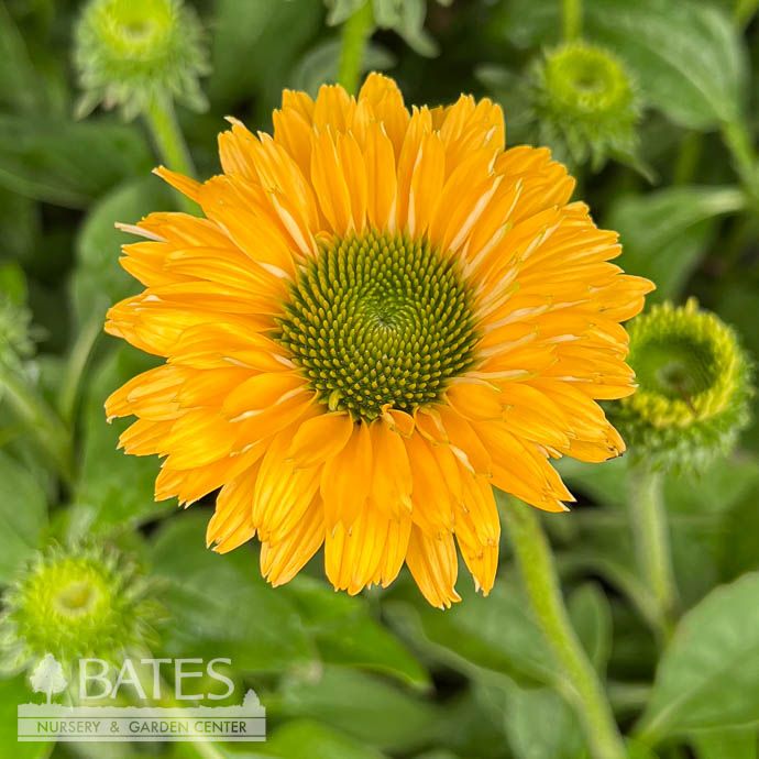 #1 Echinacea x Sunseekers &#39;Golden Sun&#39;/ Yellow Coneflower