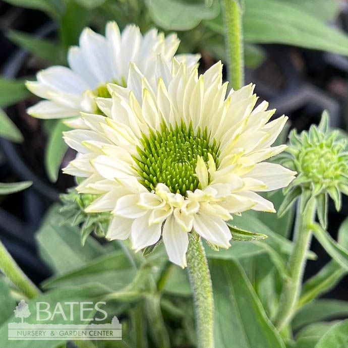 #1 Echinacea x Sunseekers &#39;White Perfection&#39;/ Coneflower