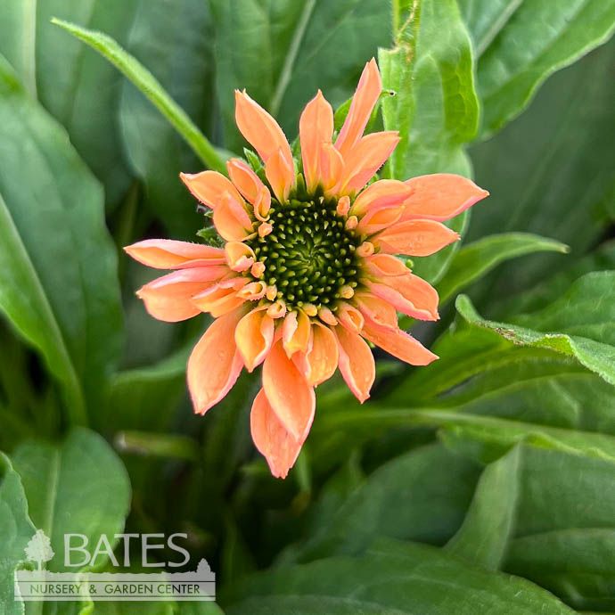 #1 Echinacea x Sunseekers 'Pumpkin Pie'/ Coneflower