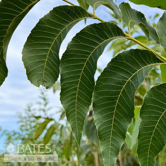 Edible #7 Carya ill Kanza/ Pecan Native (TN)