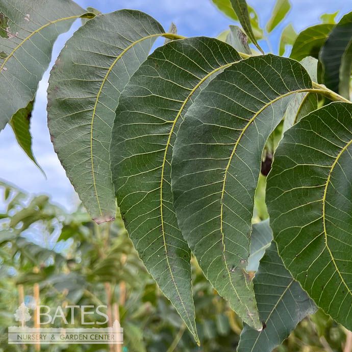 Edible #7 Carya ill Choctaw/ Pecan Native (TN)