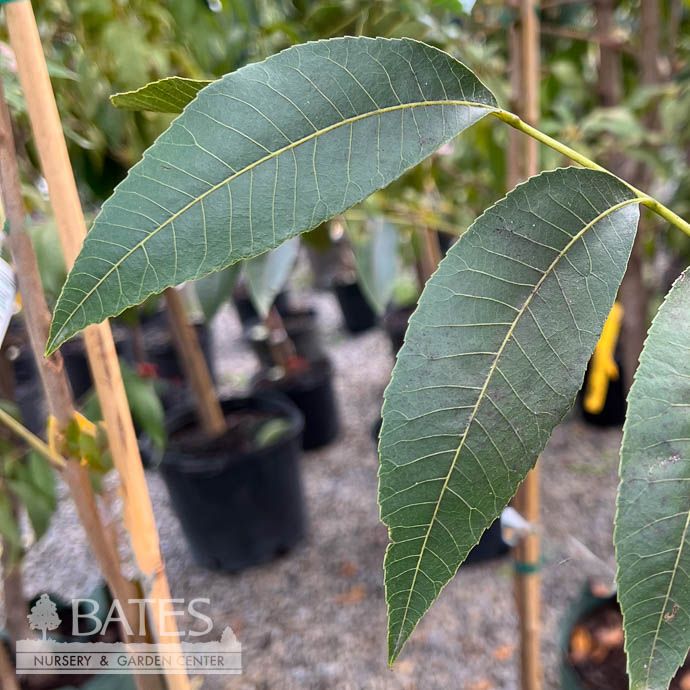 Edible #7 Carya ill  Stuart/ Pecan Native (TN)