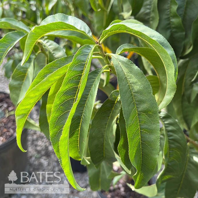 Edible #5 Prunus Hale Haven/ Semi-Dwarf  Peach Self-Fertile