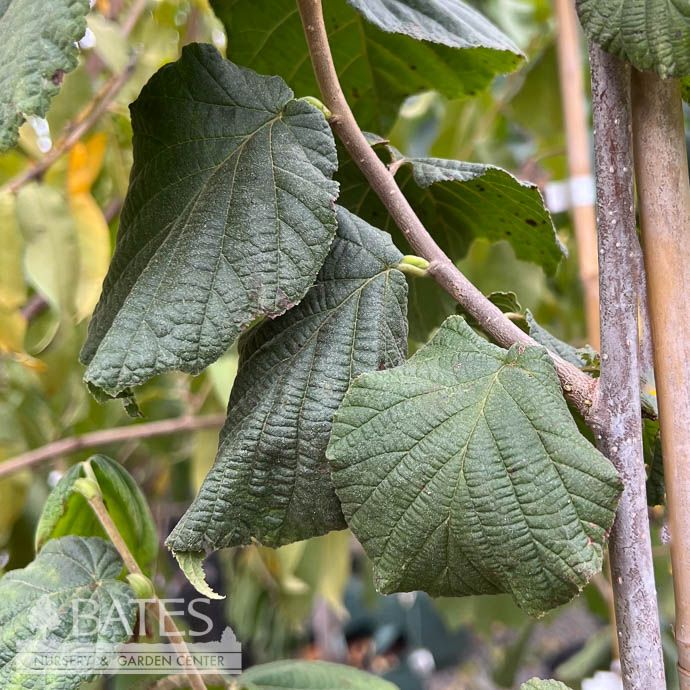 Edible #5 Corylus av Felix/ Hazelnut