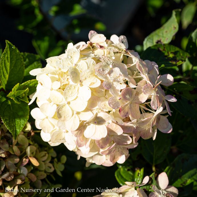 #2 Hydrangea pan Candy Apple/ White-green Panicle