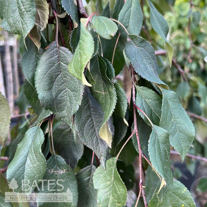 #15 Malus x Ruby Tears/ Pink Blooms,  Weeping Crabapple