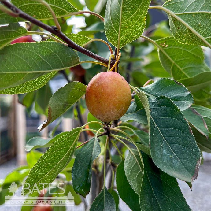 #5 Malus bacc var mand Manchurian/ White Crabapple