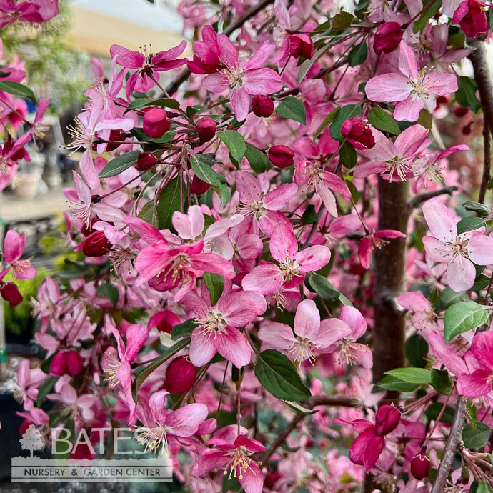 #15 Malus x Ruby Tears/ Pink Blooms,  Weeping Crabapple