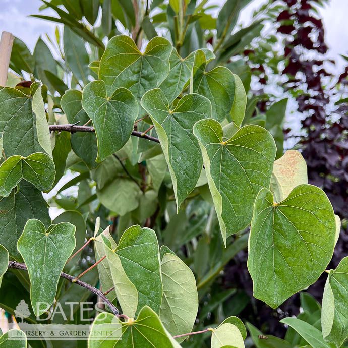 #15 Cercis can Cascading Hearts/ Redbud Native (TN)