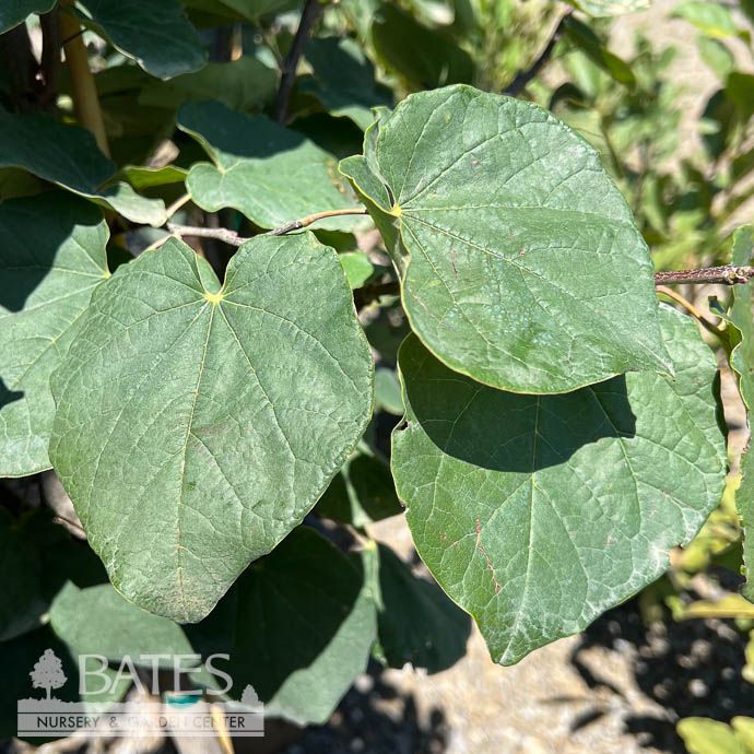 #7 Cercis can Oklahoma Sparkler/ Redbud Native (TN)