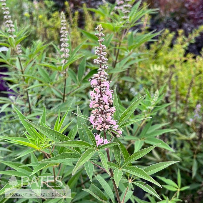 #3 Vitex Galactic Pink / Chastetree