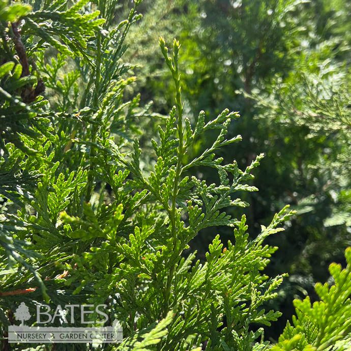 #7 Thuja occ PW Spring Grove/ Columnar Arborvitae