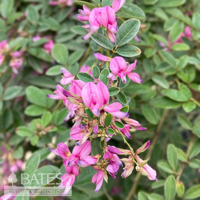 #3 Lespedeza thun Gibraltar/ Bush Clover