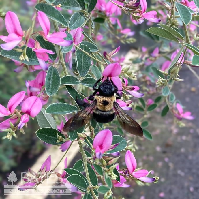 #3 Lespedeza thun Gibraltar/ Bush Clover
