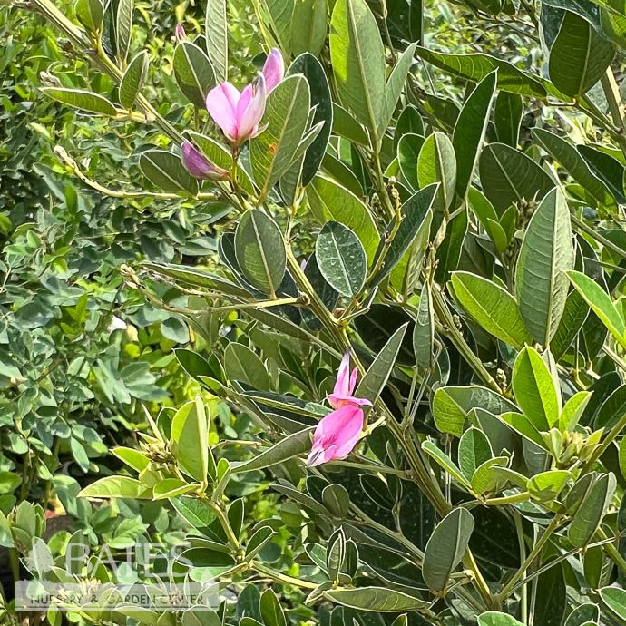 #3 Lespedeza thun Gibraltar/ Bush Clover