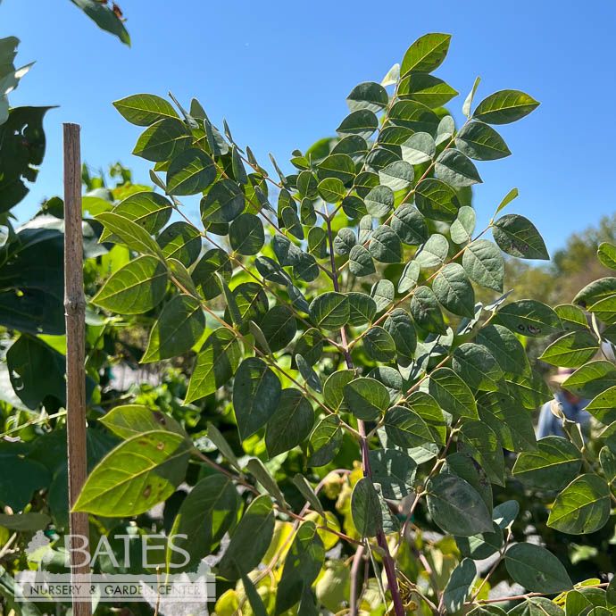 #10 Gymnocladus dioicus/ Kentucky Coffeetree Native (TN)