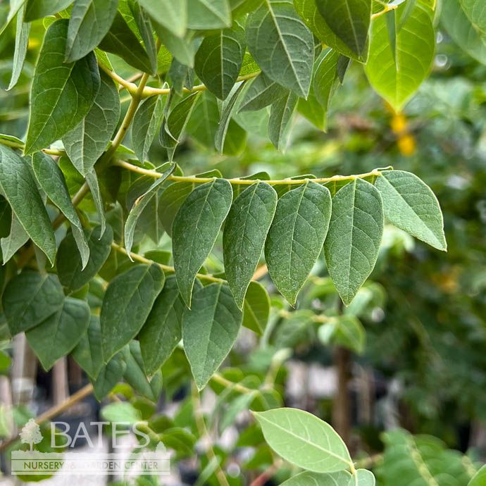 #10 Gymnocladus dioicus/ Kentucky Coffeetree Native (TN)